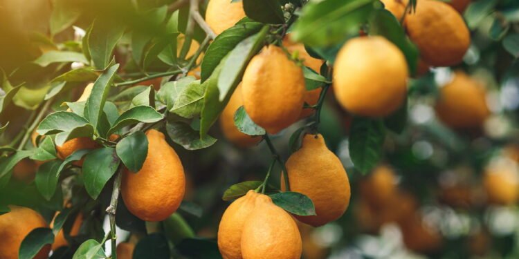 Que tipo de vaso o limoeiro precisa para crescer forte e rápido, segundo especialistas