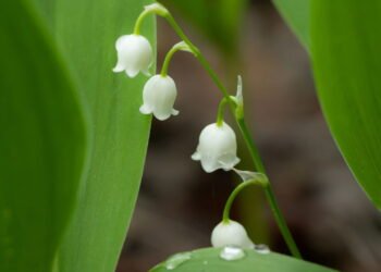 A planta com nome de Jesus que traz felicidade e energia ao lar