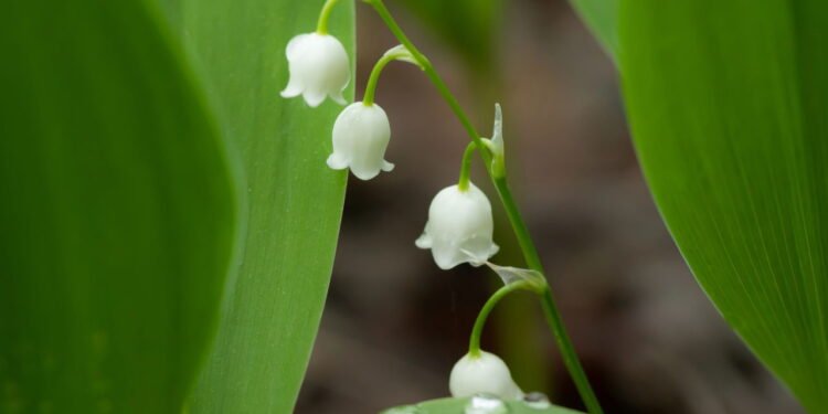Lírio-do-vale // Créditos: depositphotos.com / ElenaNoeva