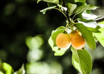 A fruta poderosa que combate inflamações e diabetes