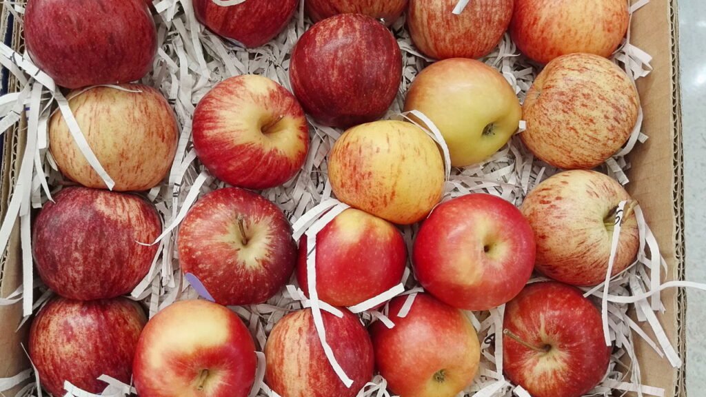 Poucos sabem: por que recomendam colocar uma batata ao lado das maçãs na geladeira