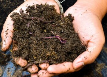 O que significa sonhar com minhocas e como isso afeta sua vida?