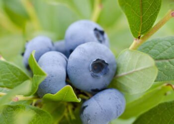 Mirtilo no jardim pode trazer benefícios surpreendentes