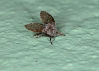 Truques simples para eliminar mosquitos de banheiro sem gastar muito