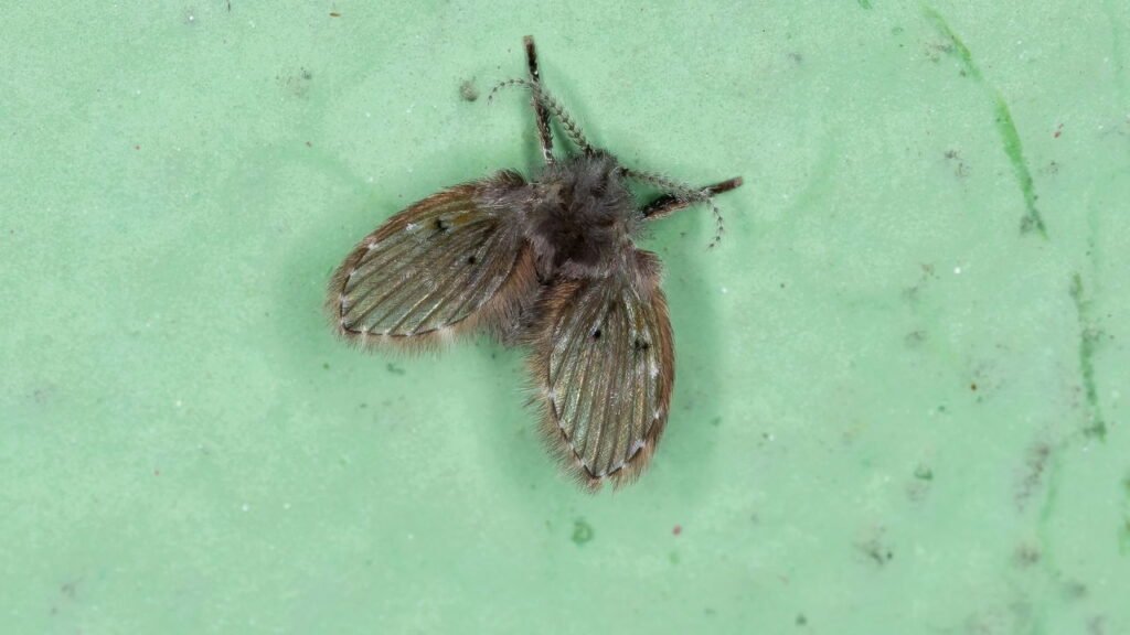 Truques simples para eliminar mosquitos de banheiro sem gastar muito