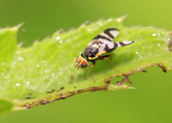 7 plantas que repelem naturalmente moscas ao ar livre