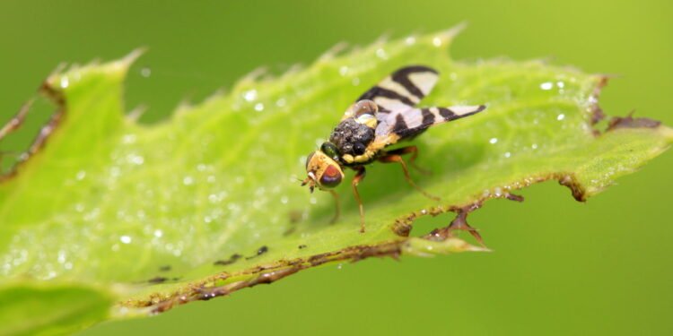 7 plantas que repelem naturalmente moscas ao ar livre