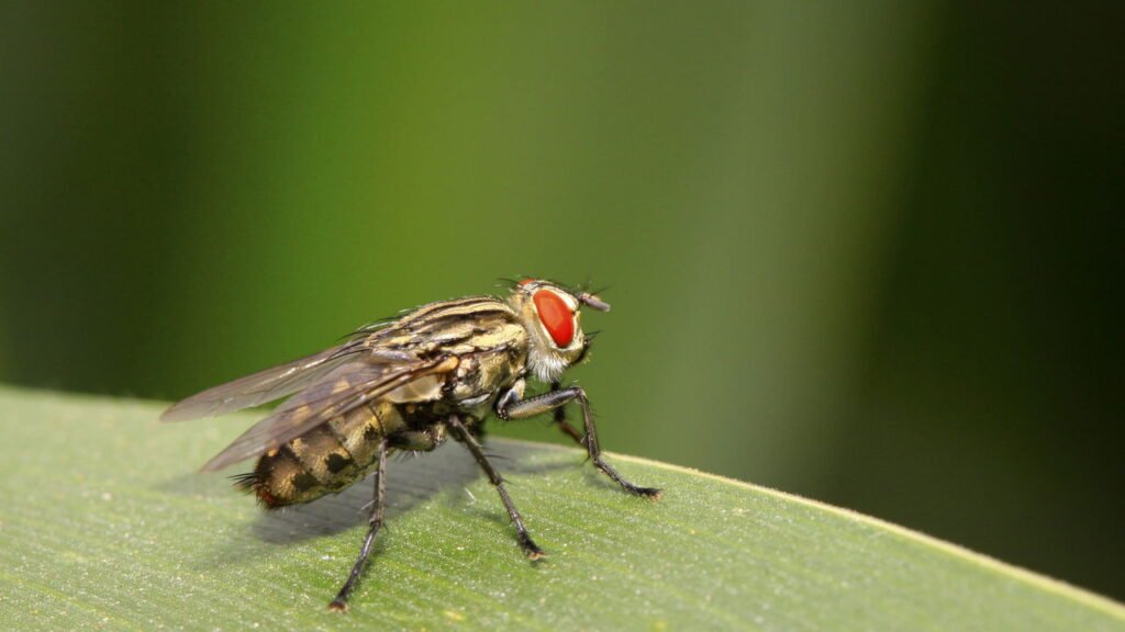 7 plantas que repelem naturalmente moscas ao ar livre