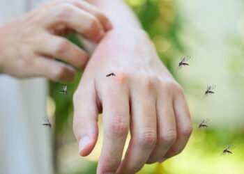 Sintomas da Febre do Oropouche podem se confundir com a dengue