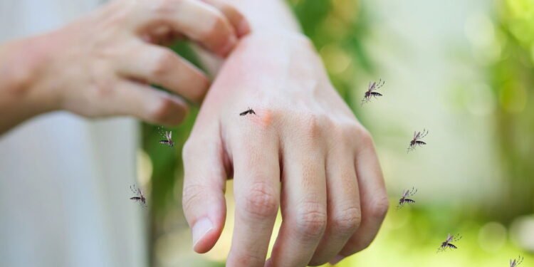 Mosquitos - Créditos: depositphotos.com / Kwangmoozaa