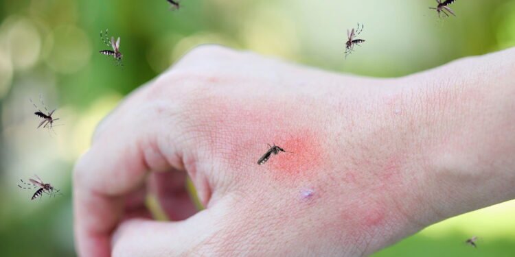 É por isso que os mosquitos picam algumas pessoas mais do que outras