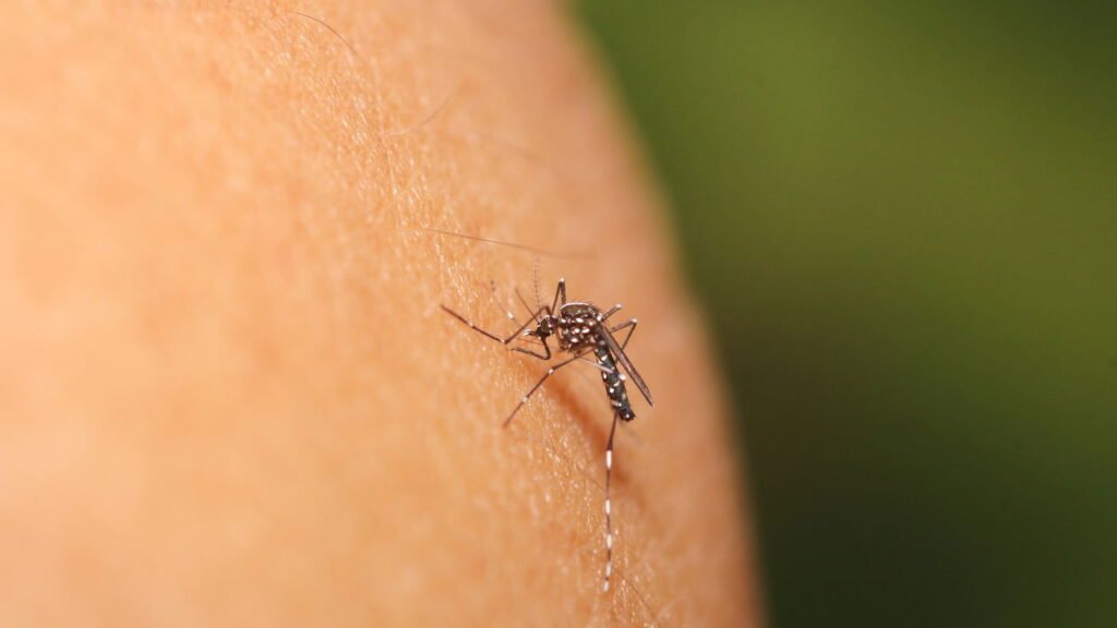 É por isso que os mosquitos picam algumas pessoas mais do que outras