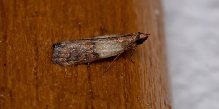 Traças - Créditos: depositphotos.com / softkrafts.live.com