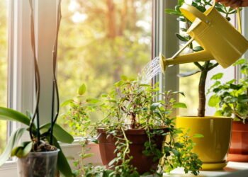 As 5 plantas fáceis de cultivar que ajudam a ganhar dinheiro em casa