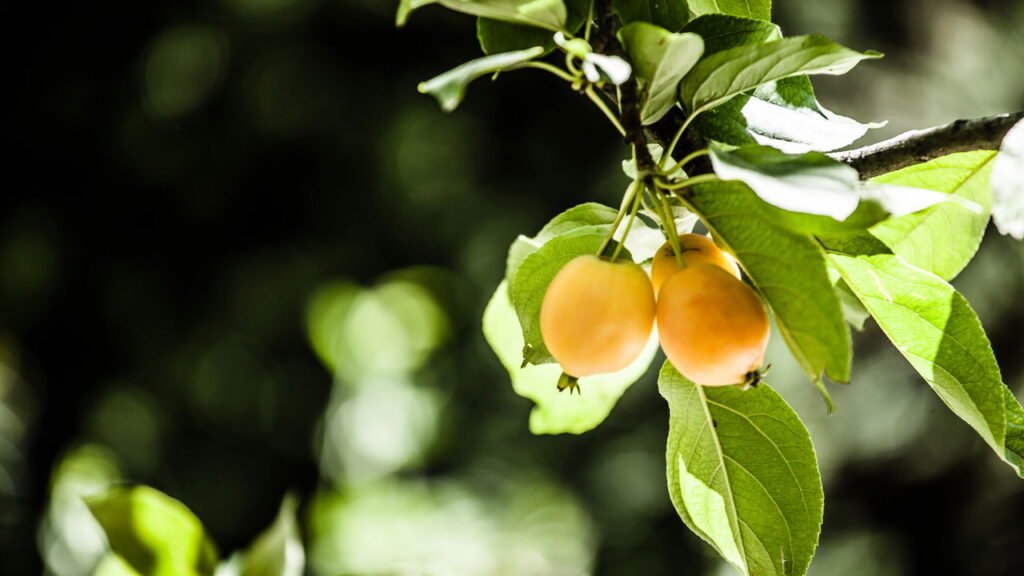 O fruto mais completo da natureza para regenerar seu fígado
