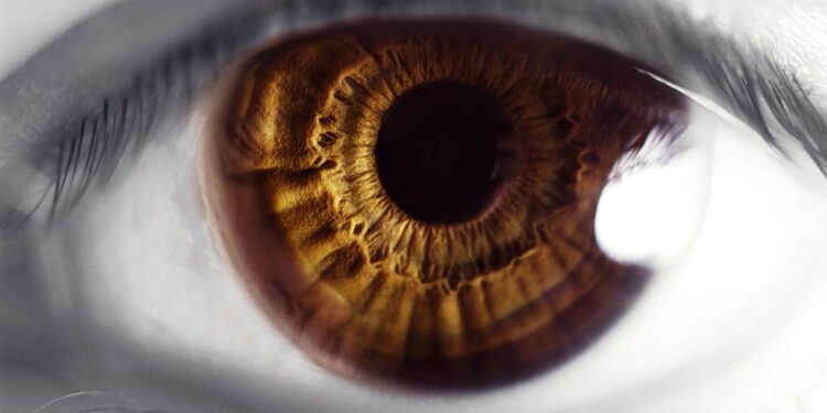 Olhos Castanhos / Créditos: depositphotos.com / inna73