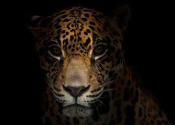 Esse é o animal mais perigoso do Brasil e todos deveriam saber