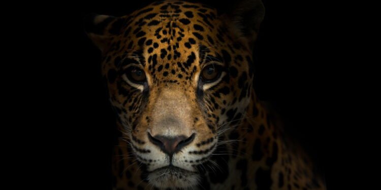 Onça // Créditos: depositphotos.com / anankkml