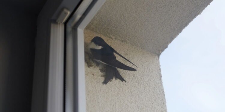 O que significa quando um passarinho bate na janela da sua casa