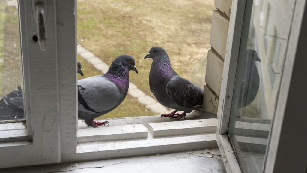 O que significa quando um passarinho bate na janela da sua casa