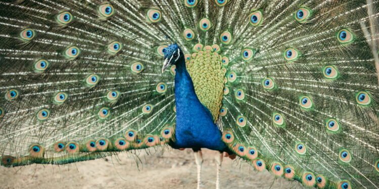 Cientistas descobrem que pavões tem lasers naturais em suas caudas