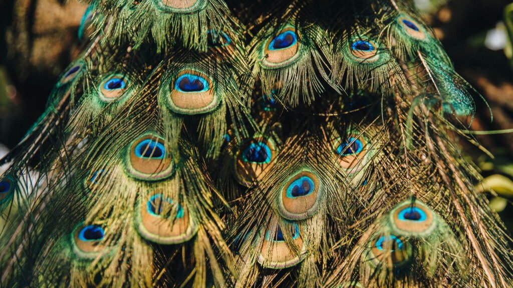 Cientistas descobrem que pavões tem lasers naturais em suas caudas