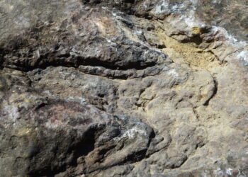 Pegadas de dinossauros de 115 milhões de anos descobertas no Texas após inundações devastadoras