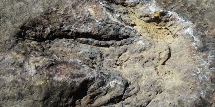 Pegadas de dinossauros de 115 milhões de anos descobertas no Texas após inundações devastadoras