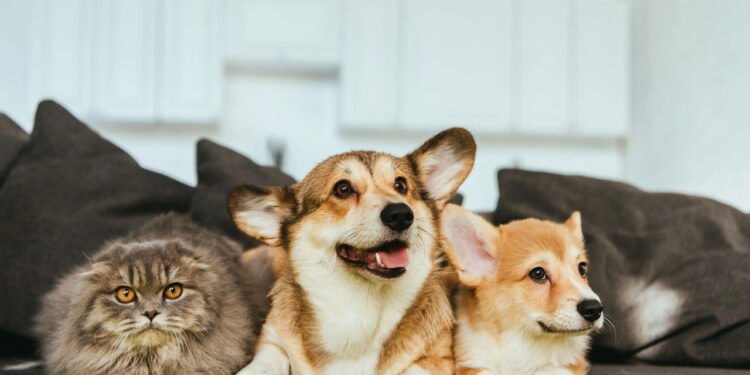 Este é o principal nome de animal de estimação de 2025, revela um novo estudo