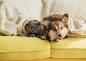 Adotando um animal de estimação? 3 coisas a considerar primeiro