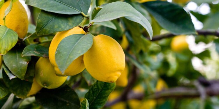 Se o seu limoeiro cresce muito lentamente, não se preocupe: o truque caseiro que o fará brotar