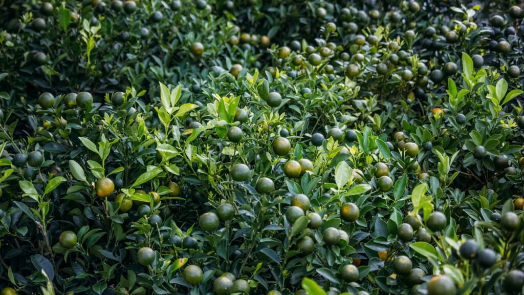 Se o seu limoeiro cresce muito lentamente, não se preocupe: o truque caseiro que o fará brotar