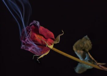 Qual é o propósito de queimar folhas de louro em casa, segundo o Feng Shui