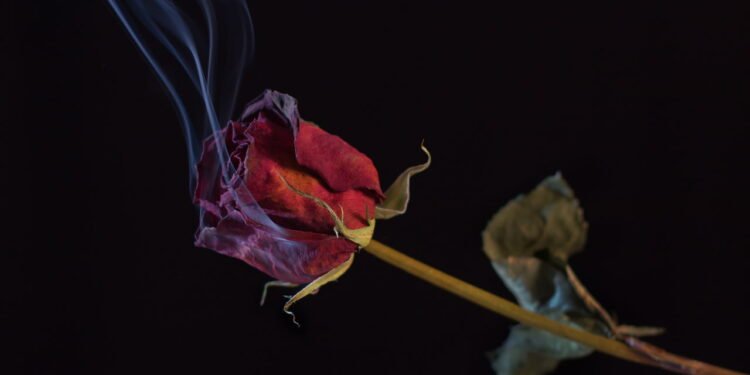 Qual é o propósito de queimar folhas de louro em casa, segundo o Feng Shui