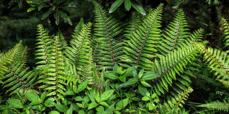 As três plantas ideais para plantar em agosto e que encherão seu jardim de flores no verão