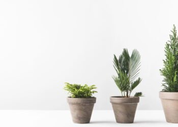 Essa coisinha pode estar matando todas as suas plantas