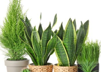 Qual é a planta que você absolutamente precisa ter em casa para atrair dinheiro, segundo o Feng Shui