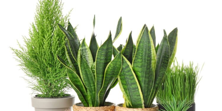 Qual é a planta que você absolutamente precisa ter em casa para atrair dinheiro, segundo o Feng Shui