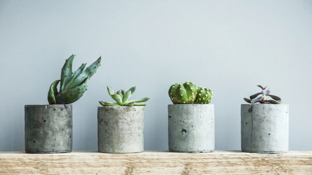 Qual é a planta que você absolutamente precisa ter em casa para atrair dinheiro, segundo o Feng Shui