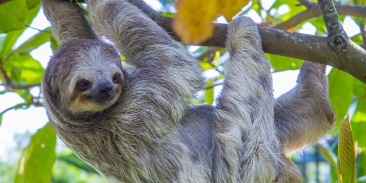 Qual é o animal mais lento do mundo?