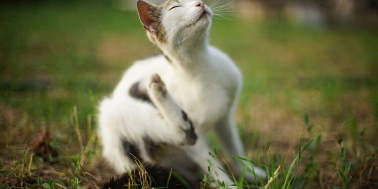 Pulgas no jardim - Créditos: depositphotos.com / sonymoonCréditos: depositphotos.com / sonymoon