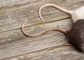 O que significa quando um rato aparece em sua casa, de acordo com a espiritualidade