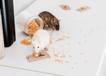 O que significa ter um rato de estimação segundo a psicologia