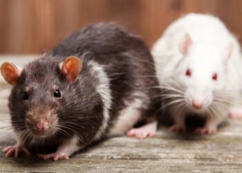 O que significa ter um rato de estimação segundo a psicologia