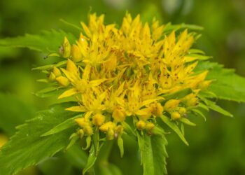 Plantas que ajudam a reduzir fadiga e melhorar seu desempenho