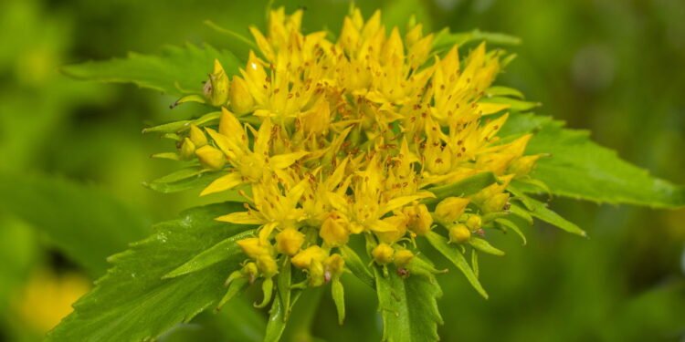A rhodiola é outro adaptógeno poderoso, cujos benefícios terapêuticos - Créditos: depositphotos.com / Inventor