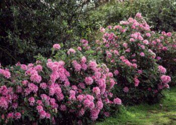 Os melhores arbustos floridos para deixar seu jardim deslumbrante
