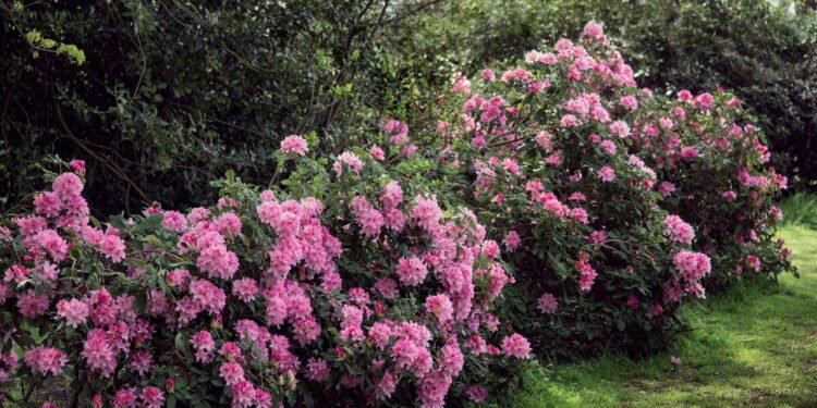 Os melhores arbustos floridos para deixar seu jardim deslumbrante