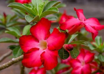 Essa planta é uma das mais belas para cultivar no seu jardim