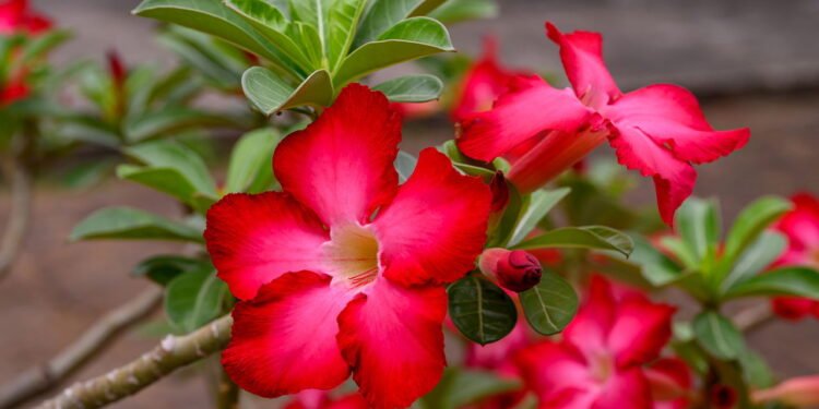 Rosa do deserto // Créditos: depositphotos.com / nuwatphoto